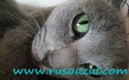 Azul Ruso gatos en venta: Azul Ruso disponibles - Anuncio 4