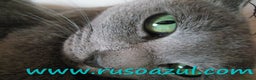 Azul Ruso gatos en venta: Azul Ruso disponibles - Anuncio 3