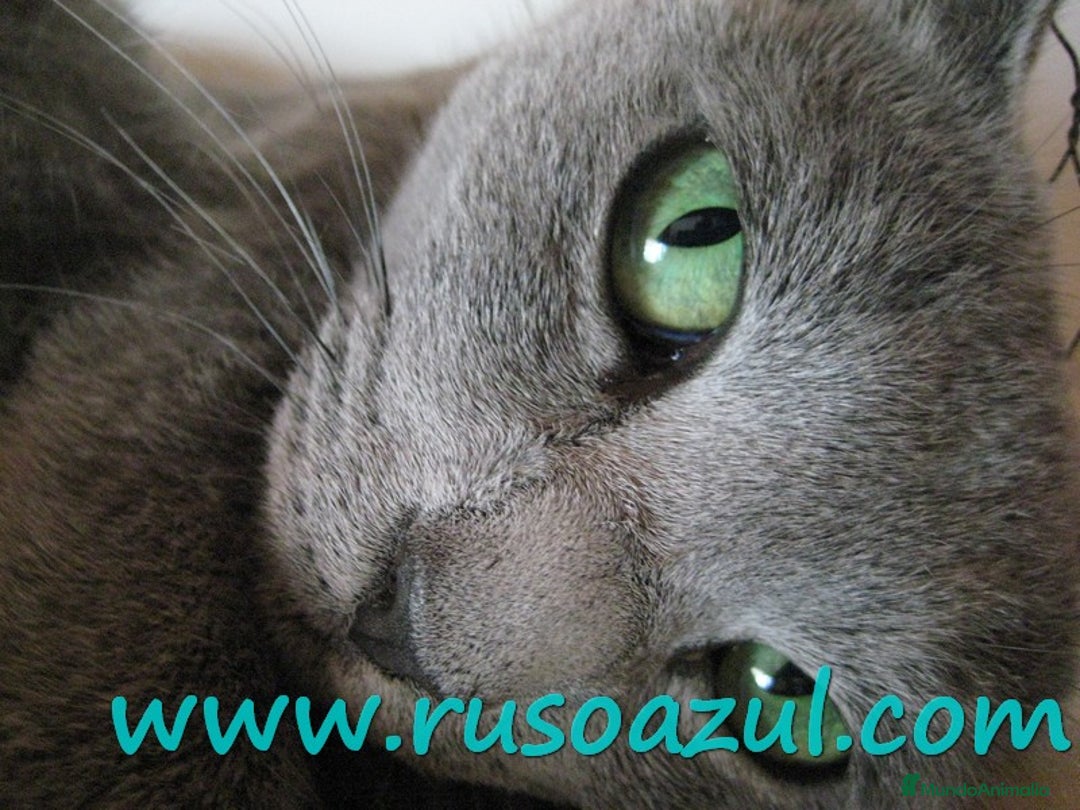 Azul Ruso gatos en venta: Azul Ruso disponibles - Anuncio 4