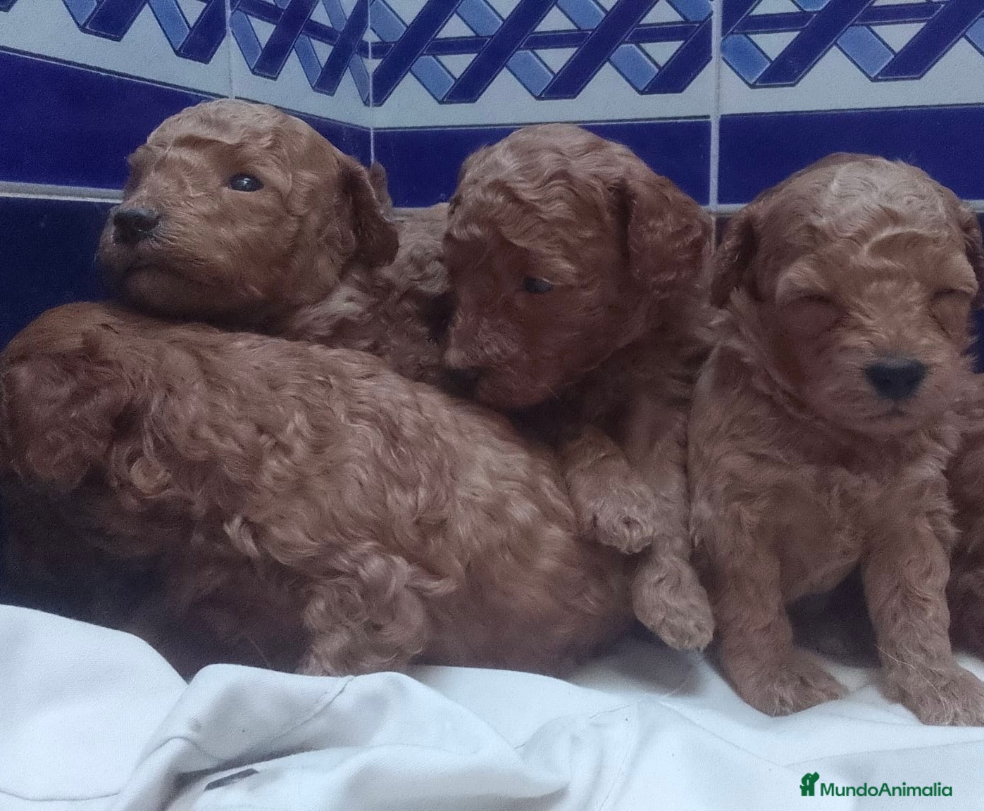 Caniche Toy perros Caniches mini - Anuncio 2