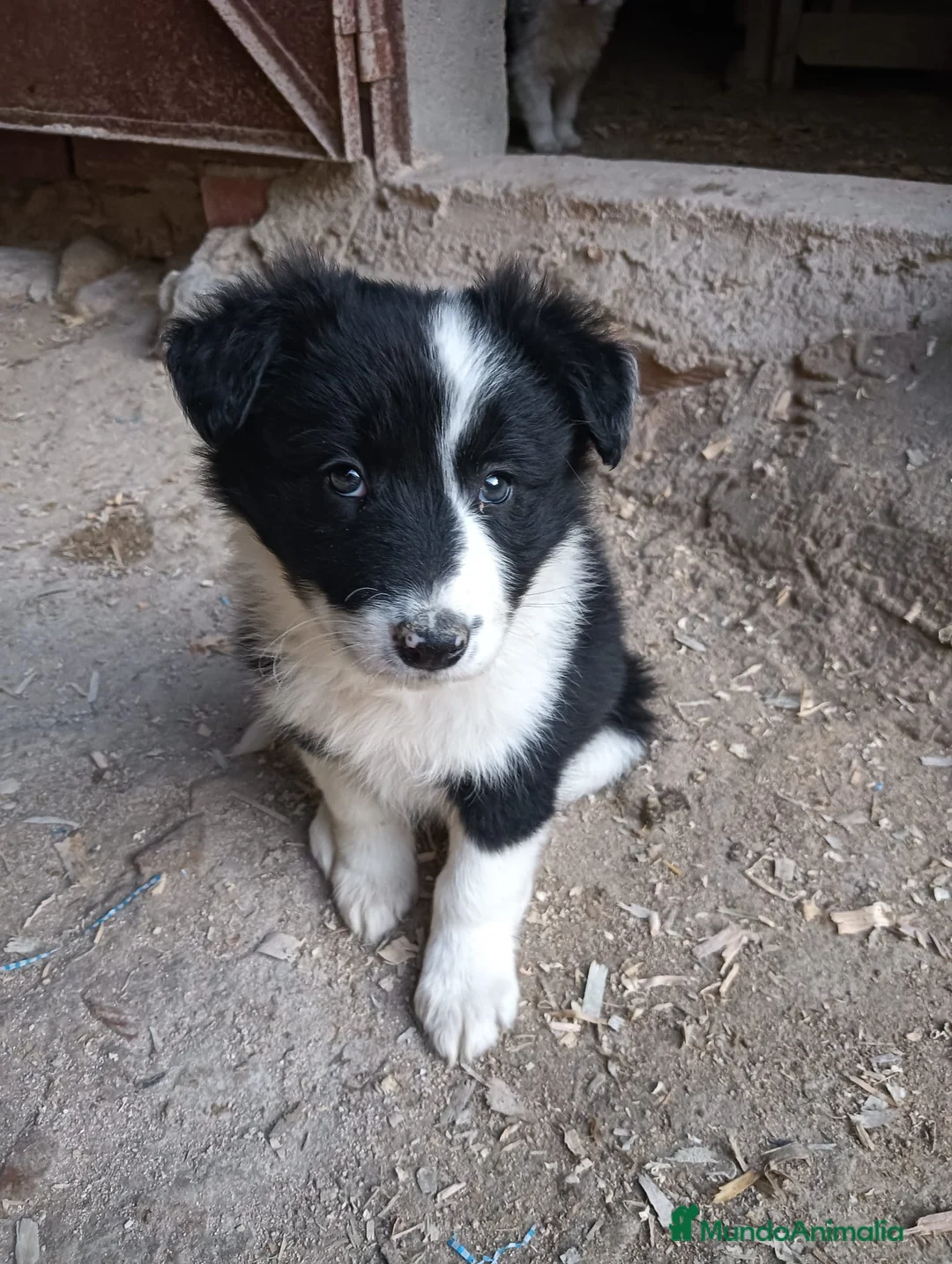 Border Collie perros en venta: Boder collie Getafe  - Anuncio 2