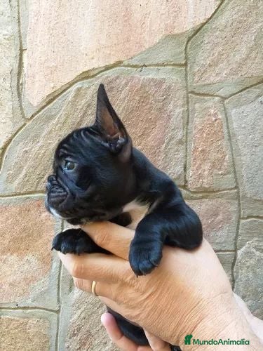 Bulldog Francés perros bulldog frances  - Anuncio 1