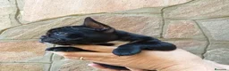 Bulldog Francés perros en venta: bulldog frances  - Anuncio 1