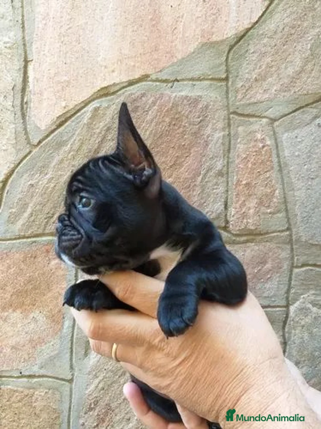 Bulldog Francés perros en venta: bulldog frances  - Anuncio 1