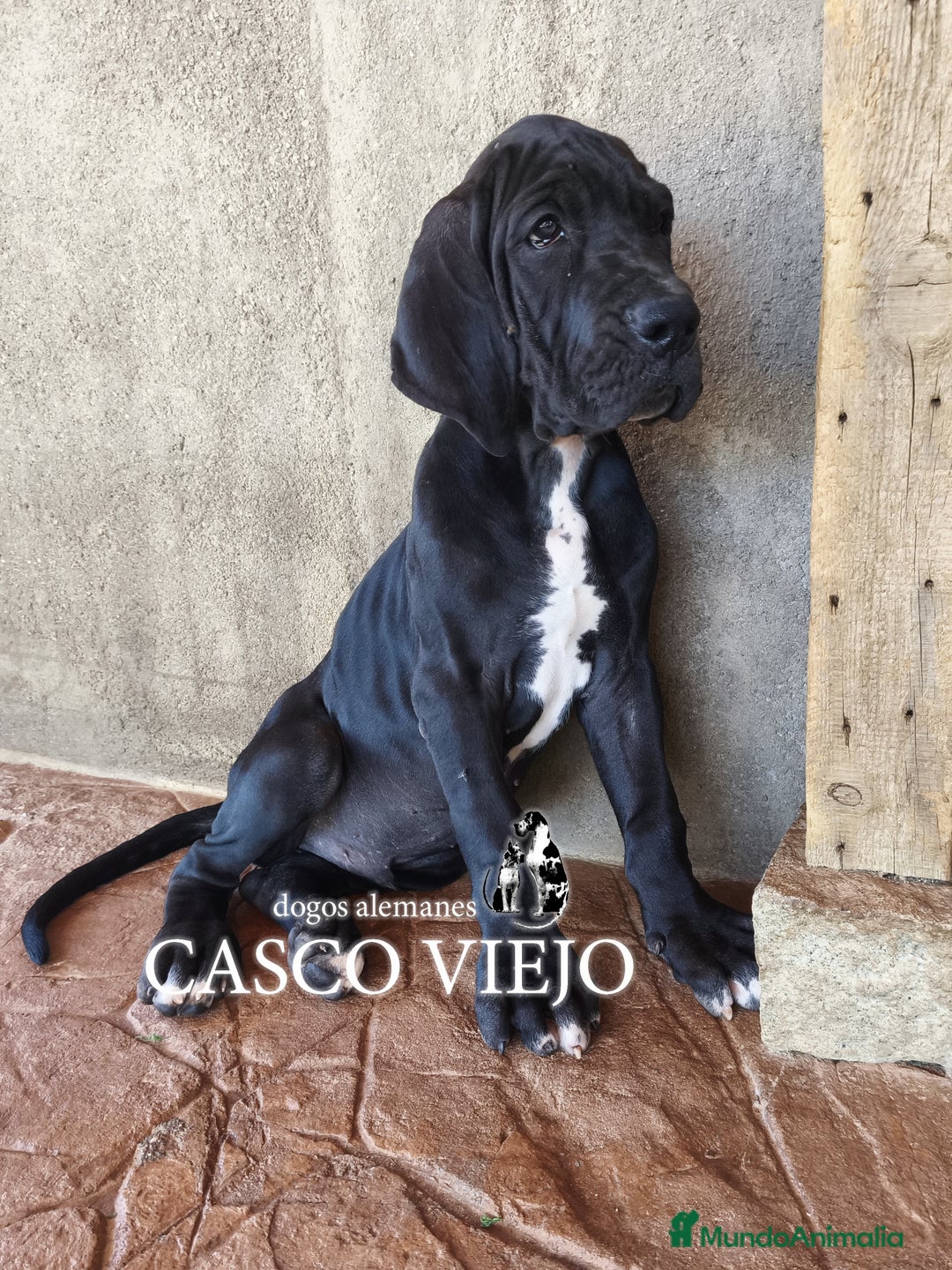 Dogo Alemán perros en venta: Cachorros de Dogo Alemán - Imagen 13
