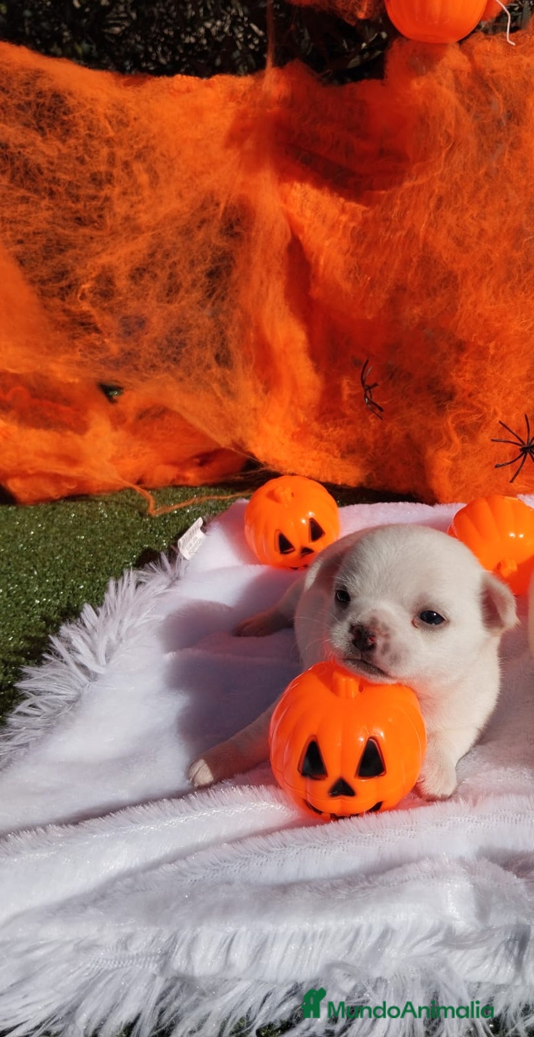 Chihuahua perros en venta: CHIHUAHUAS TOYS CABEZA MANZANA - Imagen 2