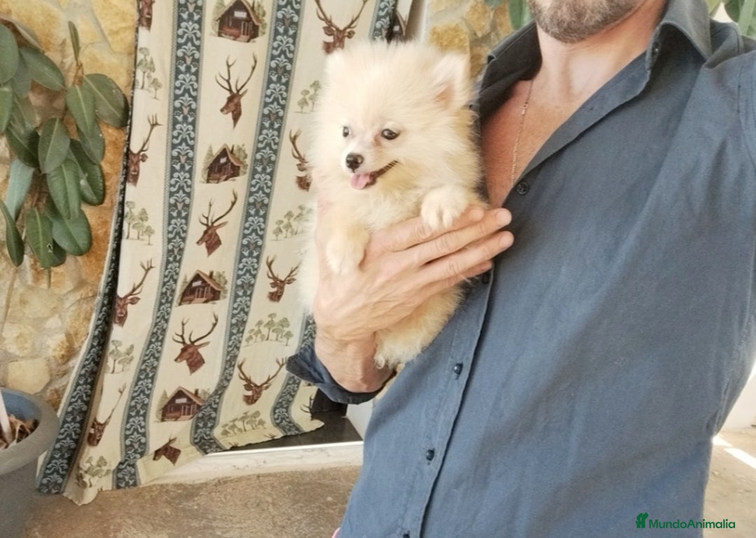 Pomerania perros en venta: Pomerania toy  - Imagen 3