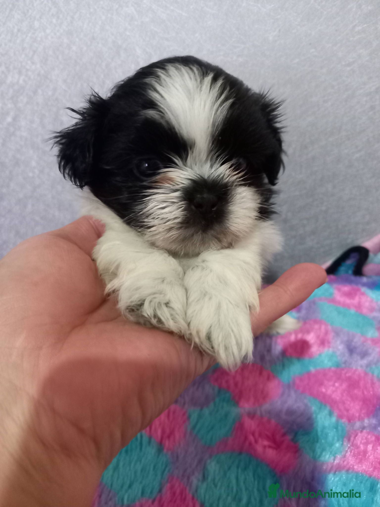 Shih Tzu perros Shihtzu en Curtis la Coruña  - Anuncio 1