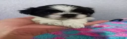 Shih Tzu perros en venta: Shihtzu en Curtis la Coruña  - Anuncio 1
