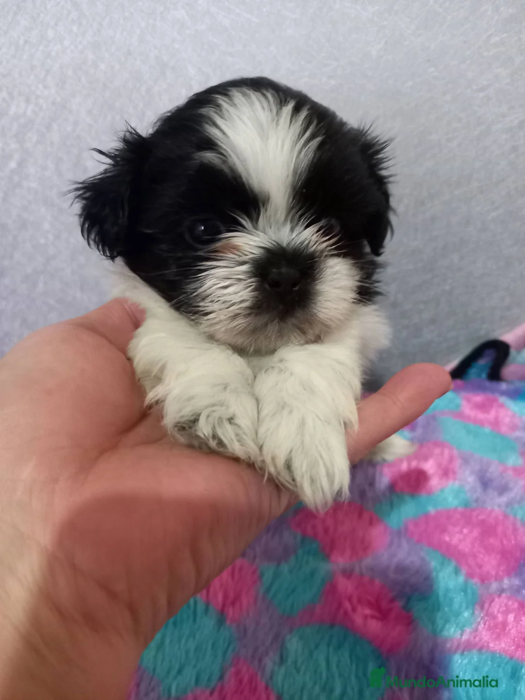 Shih Tzu perros en venta: Shihtzu en Curtis la Coruña  - Anuncio 1