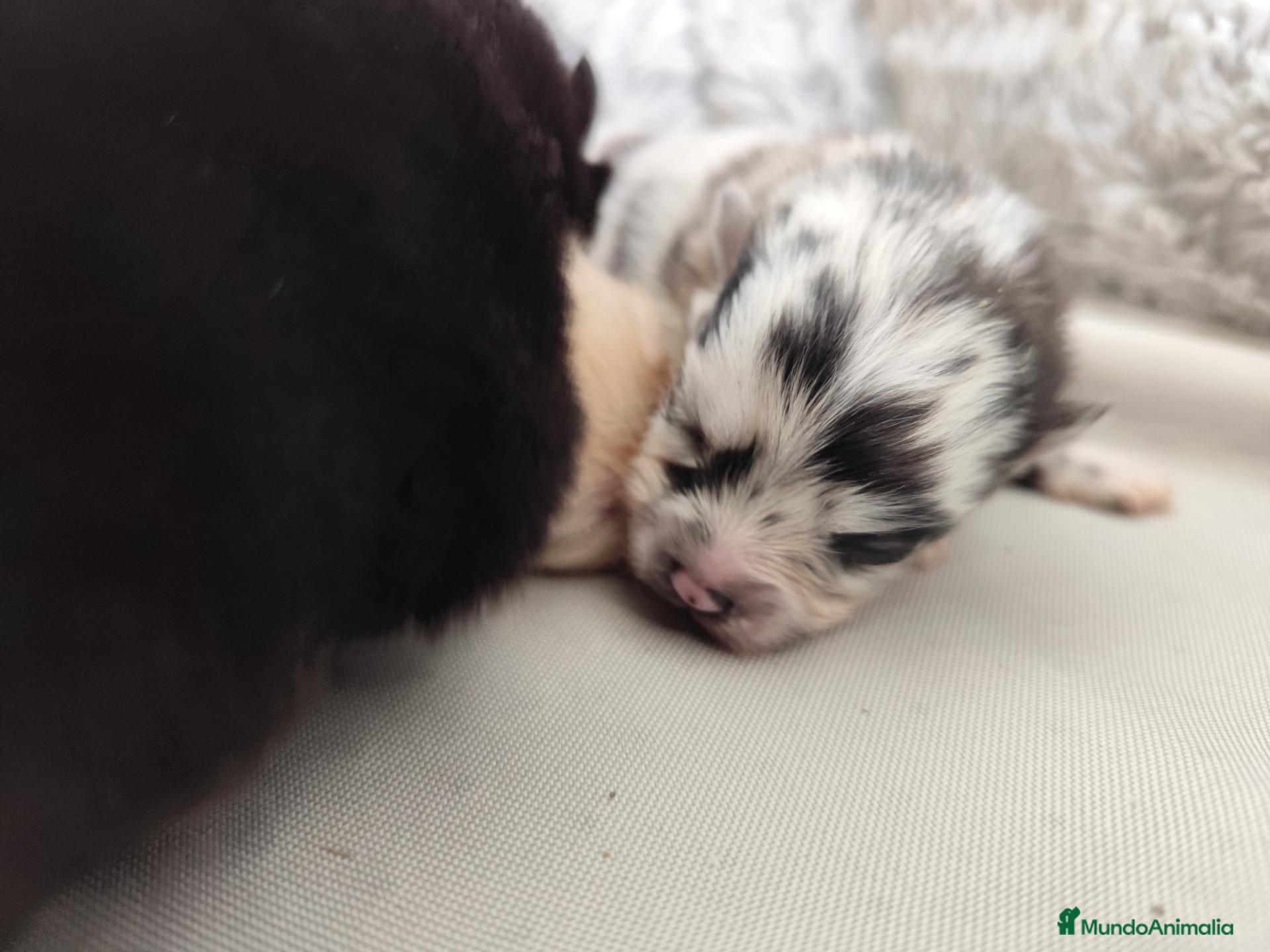 Pomerania perros Pomerania exóticos  - Anuncio 2
