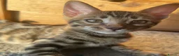 Bengalí gatos en venta: Hembra Bengalí Brown Spotted Tabby - Anuncio 16