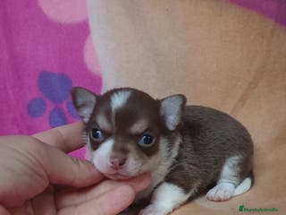 Chihuahua perros Chihuahua cabeza de manzana en Ciudad Real - Anuncio 19