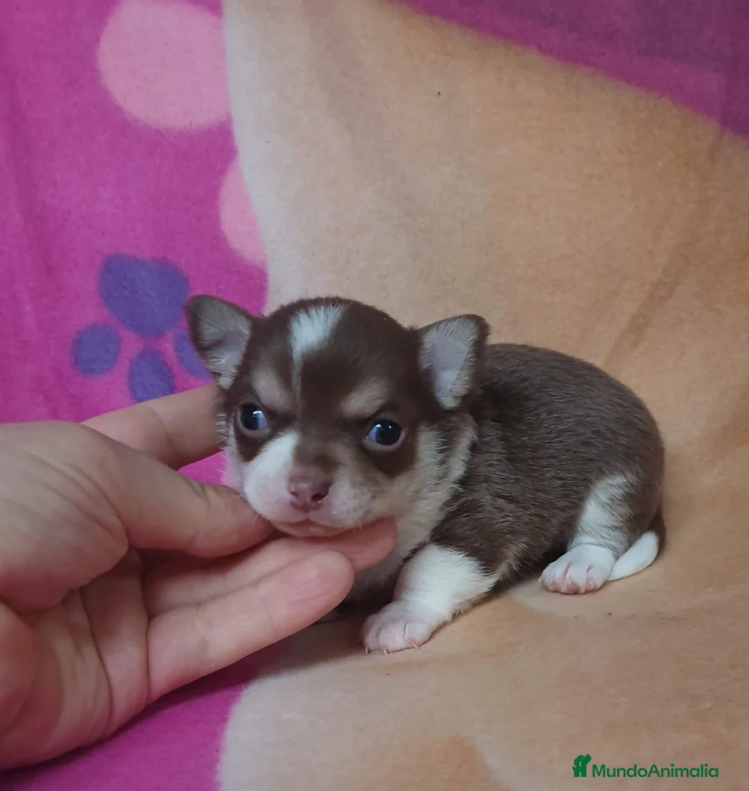 Chihuahua perros en venta: Chihuahua cabeza de manzana  en Ciudad Real - Anuncio 1