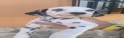 Dálmata perros en venta: Dálmatas disponibles🐶🐾 - Anuncio 8