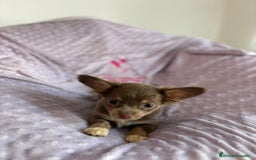 Chihuahua perros en venta: Chihuahua toy pelo largo lilac - Imagen 6