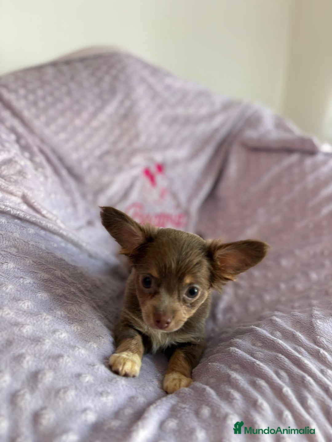 Chihuahua perros en venta: Chihuahua toy pelo largo lilac - Imagen 6
