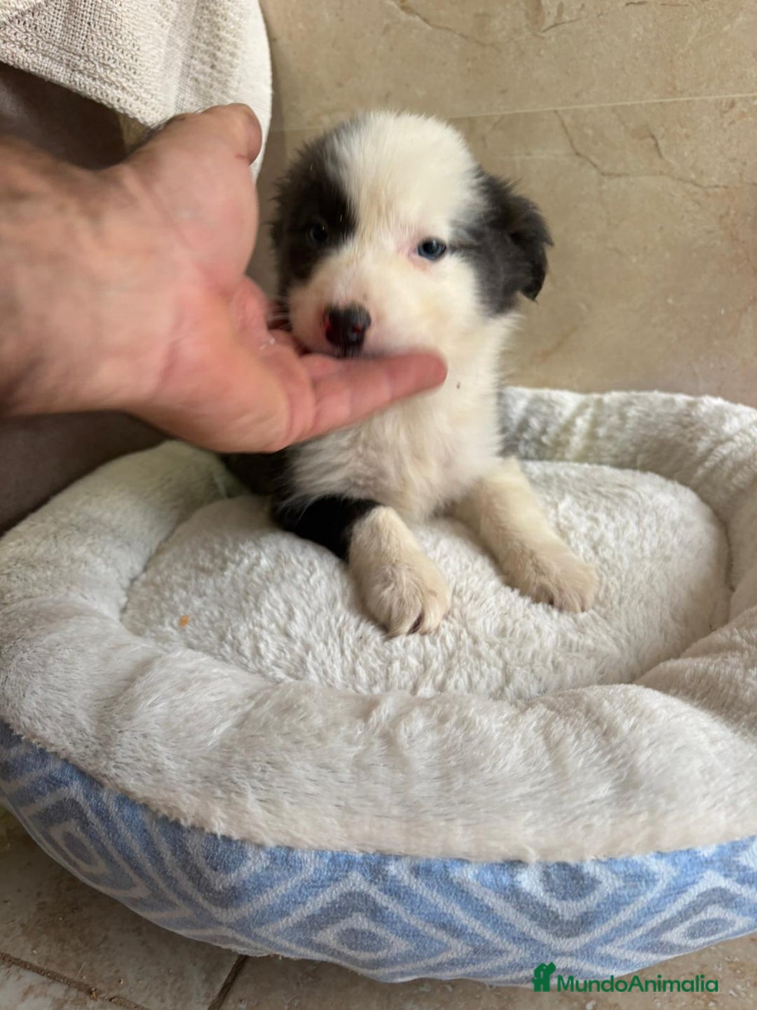 Border Collie perros en venta: Última hembra border collie - Anuncio 6
