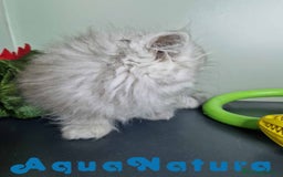 Persa gatos en venta: Persa Macho Virgi 7732 AQUANATURA - Imagen 6