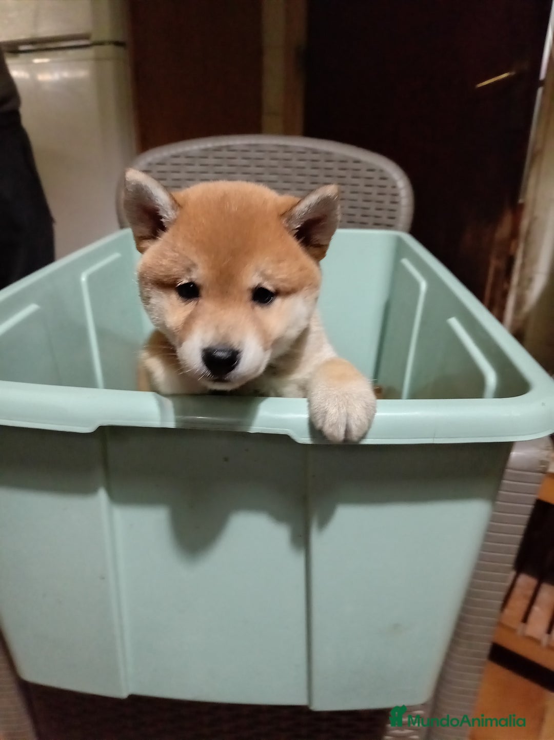 Shiba Inu perros en venta: Shiba inu - Anuncio 2