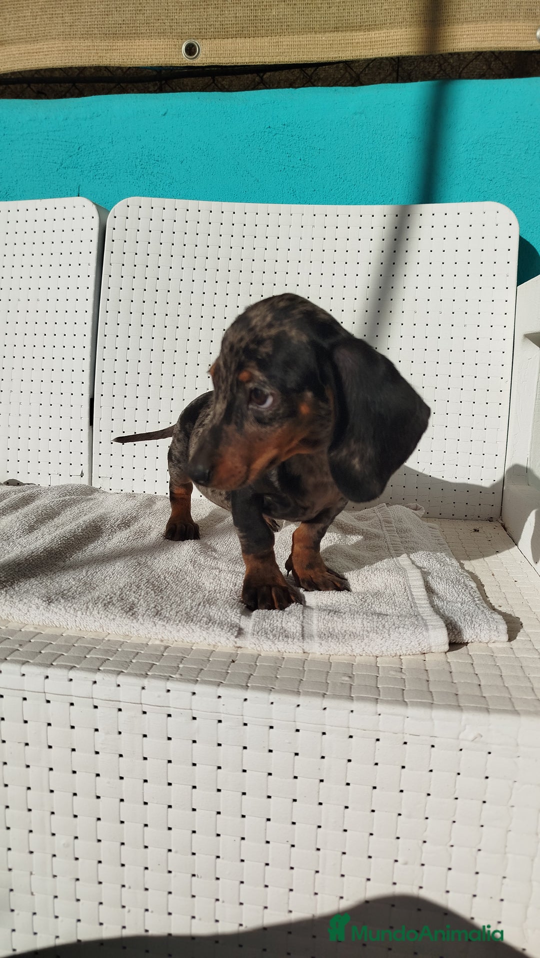 Teckel Miniatura perros en venta: Teckel mini  - Imagen 3