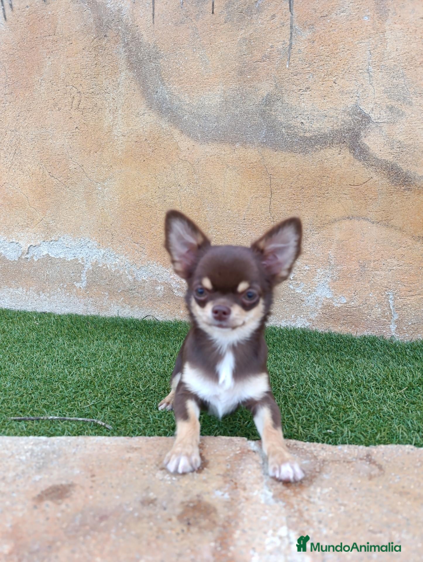 Chihuahua perros chihuahua pelo largo - Anuncio 1