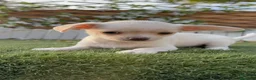 Chihuahua perros en venta: CHIHUAHUA - MACHO - Anuncio 10