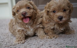 Maltipoo perros en venta: 🍥🐾 Muffi, Mochi & Yuki ✨ - Imagen 2