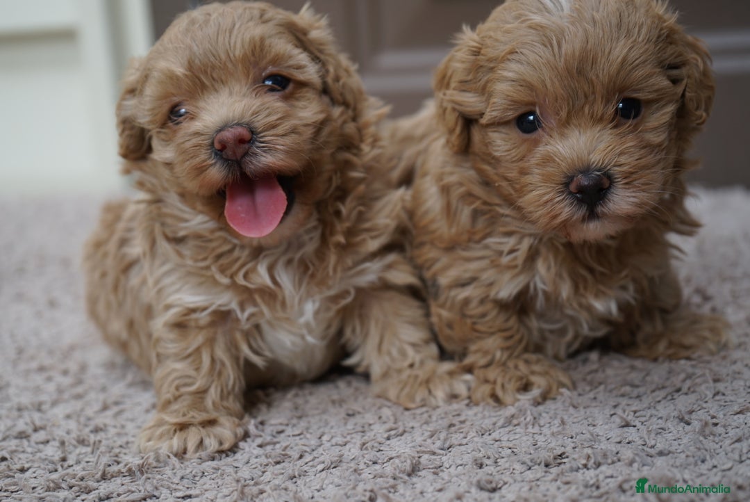 Maltipoo perros en venta: 🍥🐾 Muffi, Mochi & Yuki ✨ - Imagen 2