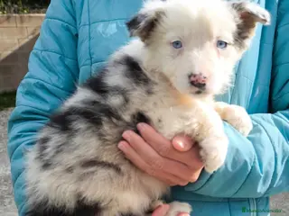Border Collie perros Cachorros border collie ojos azules! - Anuncio 1