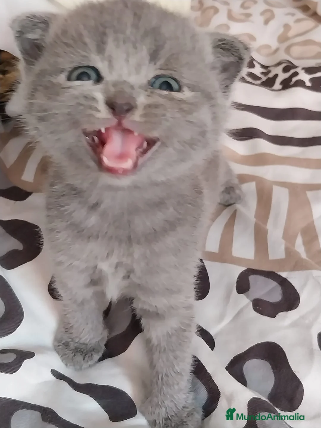 Scottish Fold gatos en venta: Scottish Fold  - Anuncio 4