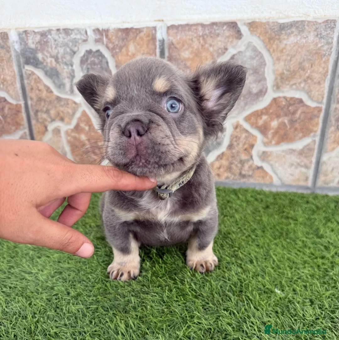 Bulldog Francés perros en venta: Bulldog francés Lilac fluffy - Anuncio 1
