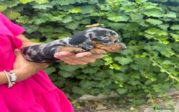 Teckel Miniatura perros en venta: teckel arlequin negro y fuego  - Imagen 3