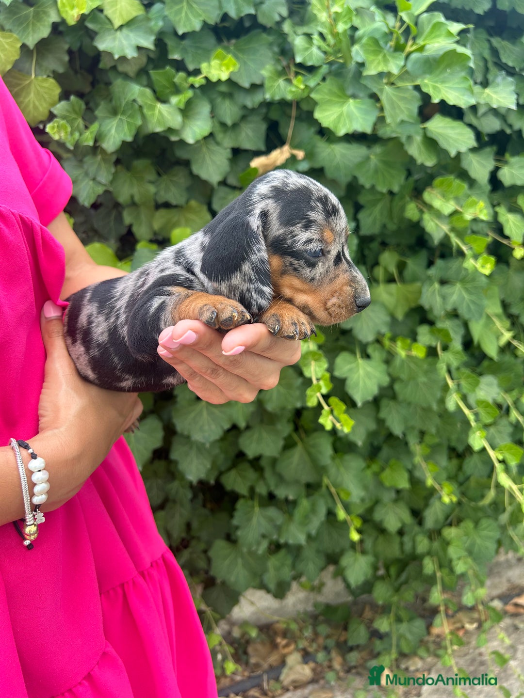 Teckel Miniatura perros en venta: teckel arlequin negro y fuego  - Imagen 3