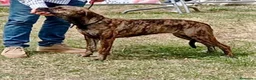 Alano Español perros en venta: Camada de Alanos españoles con pedigree.  - Anuncio 2