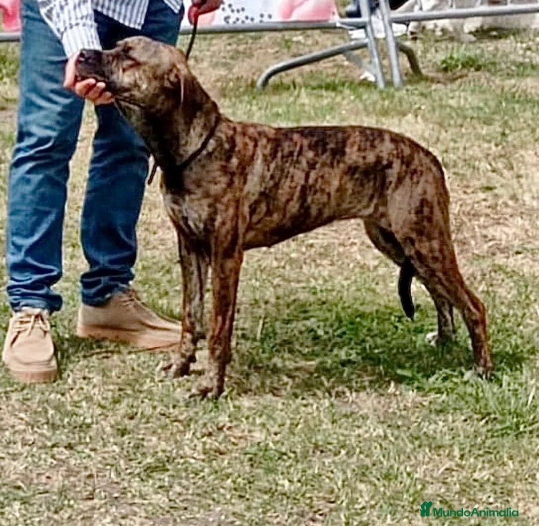 Alano Español perros en venta: Camada de Alanos españoles con pedigree.  - Anuncio 2