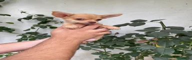 Chihuahua 1