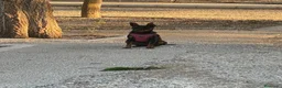 Pinscher Miniatura perros en venta: MINI PINSCHER - Anuncio 5