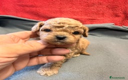 Shihpoo perros en venta: Preciosos ShihPoos de varios colores - Imagen 13
