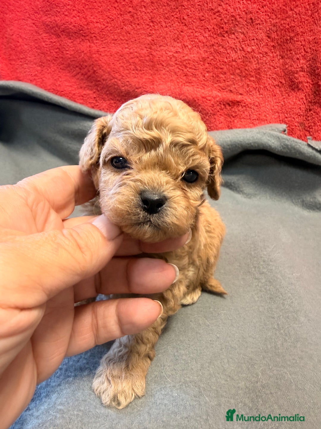 Shihpoo perros en venta: Preciosos ShihPoos de varios colores - Imagen 13