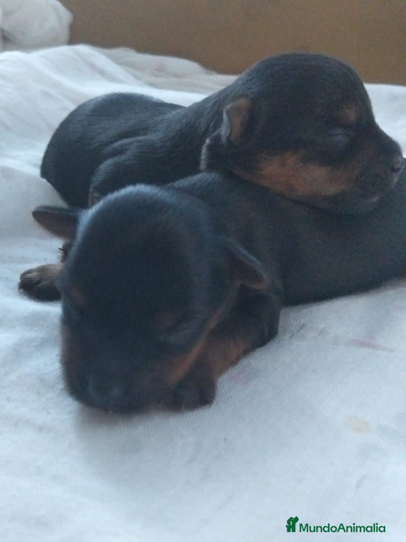 Yorkshire Terrier perros Yorkshire toy En Curtis La Coruña  - Anuncio 1
