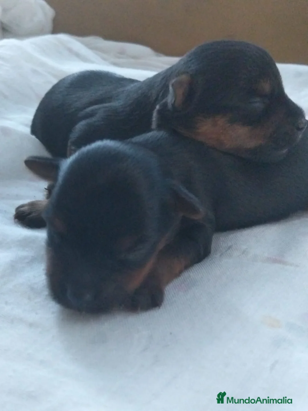 Yorkshire Terrier perros en venta: Yorkshire toy En Curtis La Coruña  - Anuncio 1