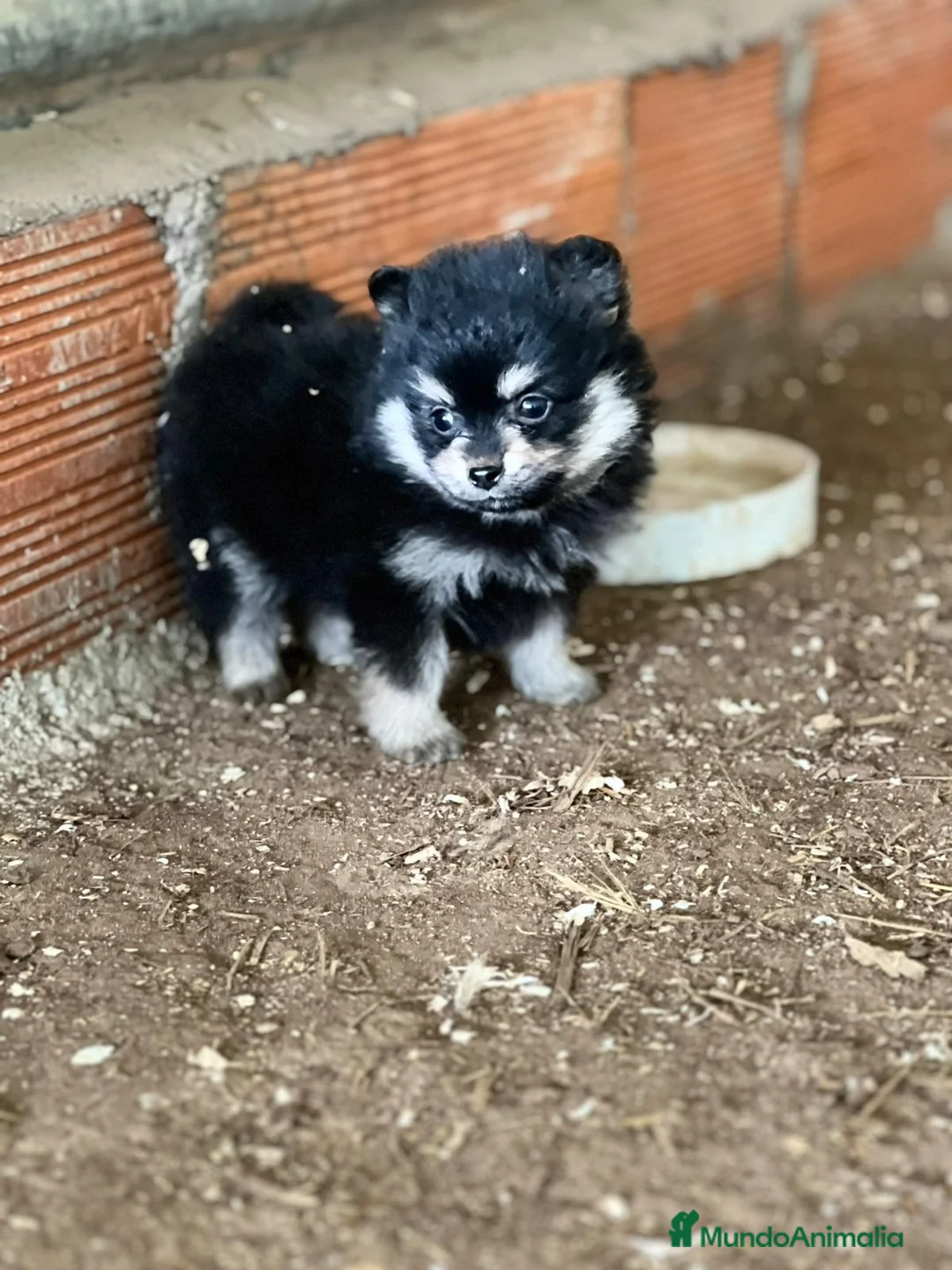 Pomerania perros en venta: “Pomerania Mini Peluche – Últimos 2” - Anuncio 4