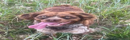 Épagneul Breton perros en venta: Epagneul bretón  en Castellón - Anuncio 9