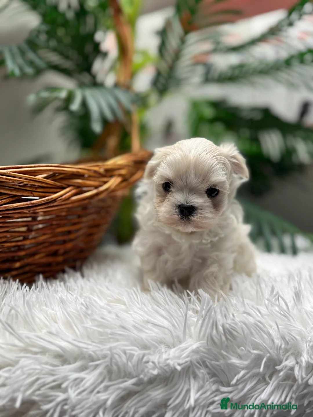 Bichón Maltés perros en venta: BICHON MALTES COREANO - Anuncio 14