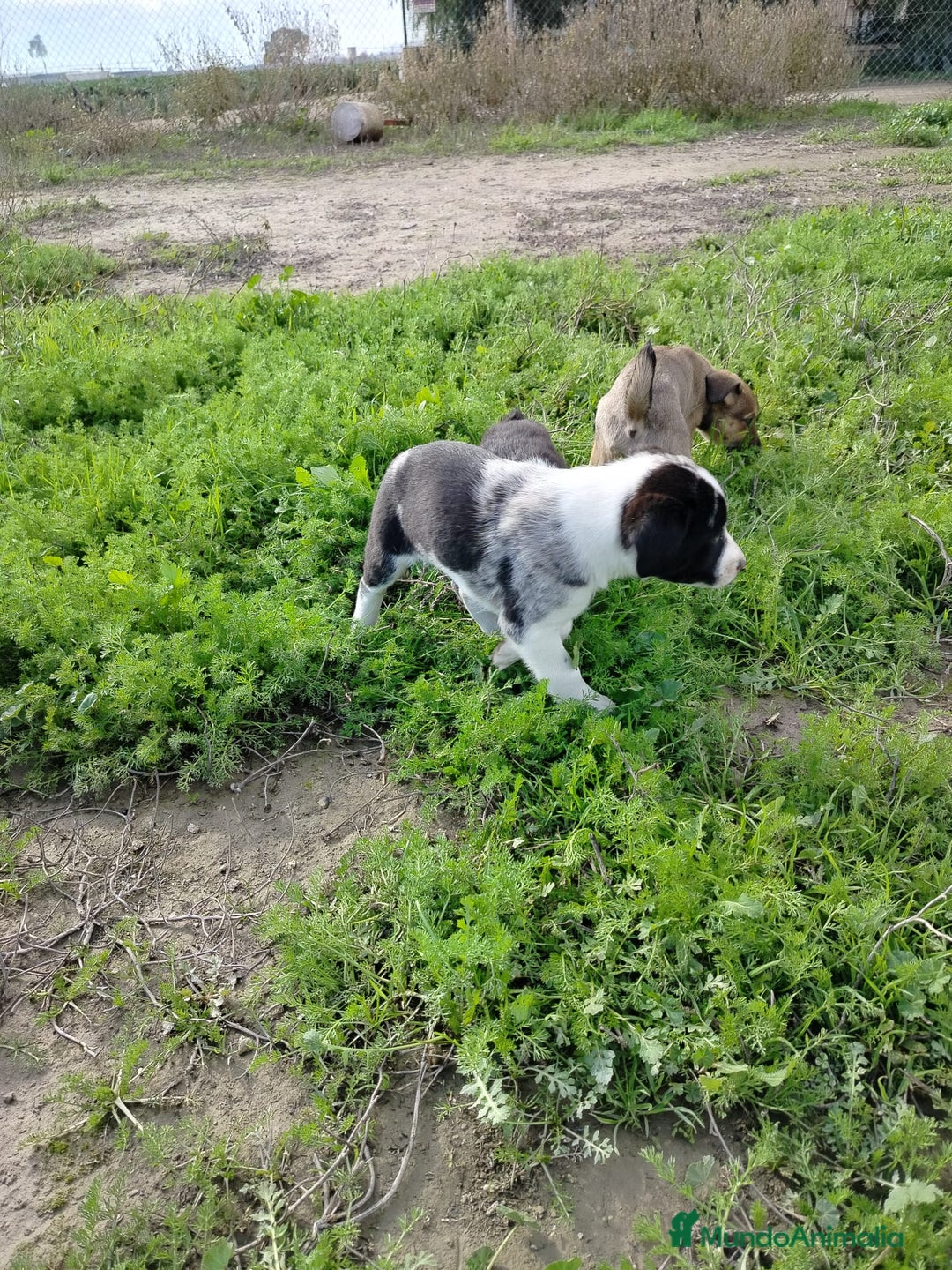 Border Collie perros en venta: BORDER COLLIE - Anuncio 4