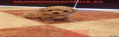 Caniche Toy Cachorro 1