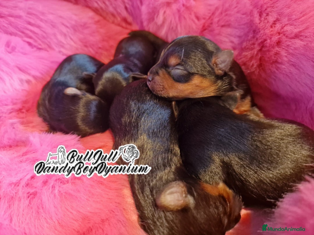 Yorkshire Terrier perros en venta: Disponible en Vizcaya - Imagen 1