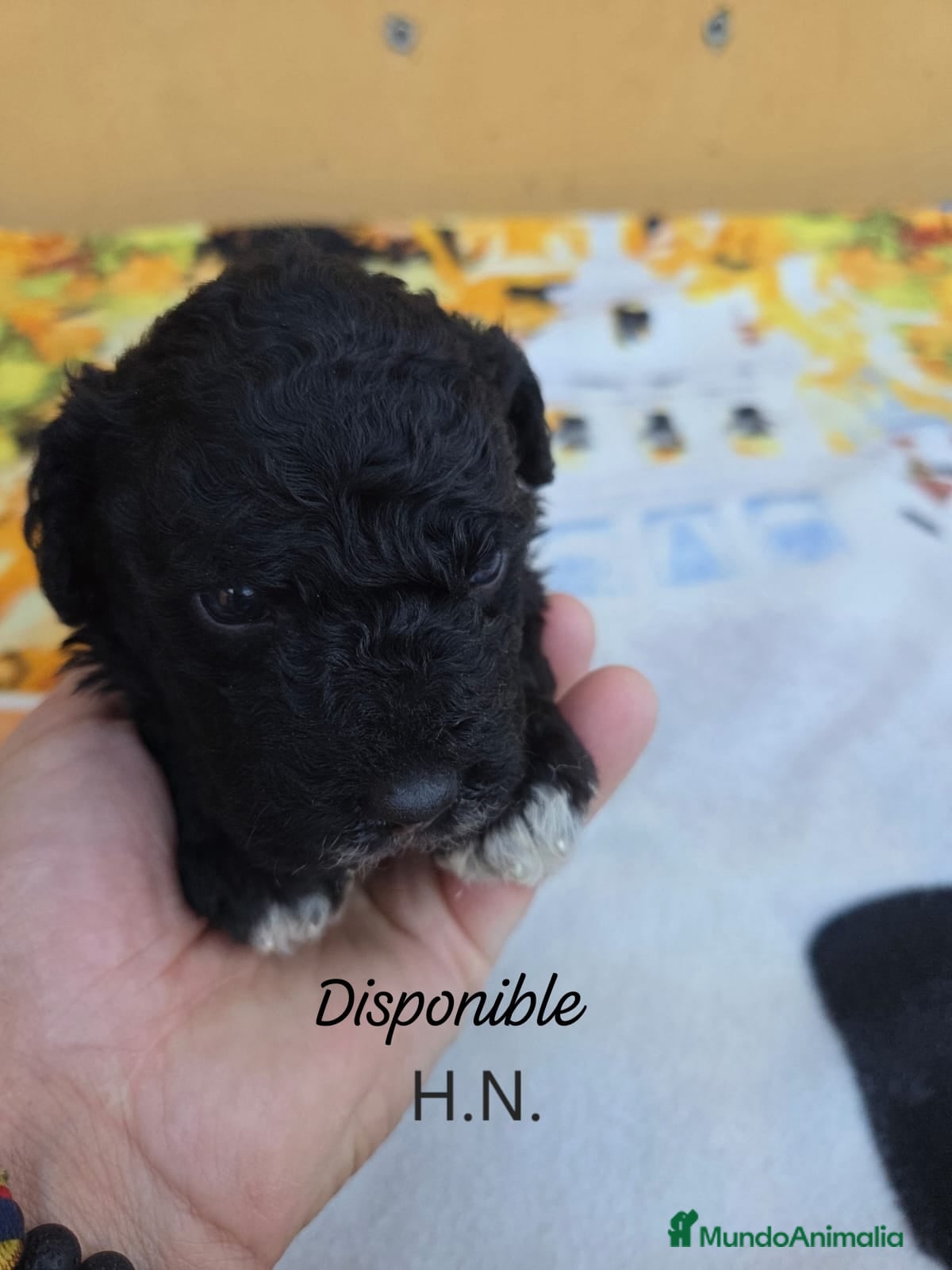 Perro de Agua Español perros Camada de perros de agua - Anuncio 3