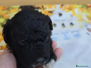 Perro de Agua Español perros Camada de perros de agua - Anuncio 3